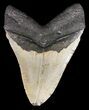 Megalodon Tooth - North Carolina #59086-2